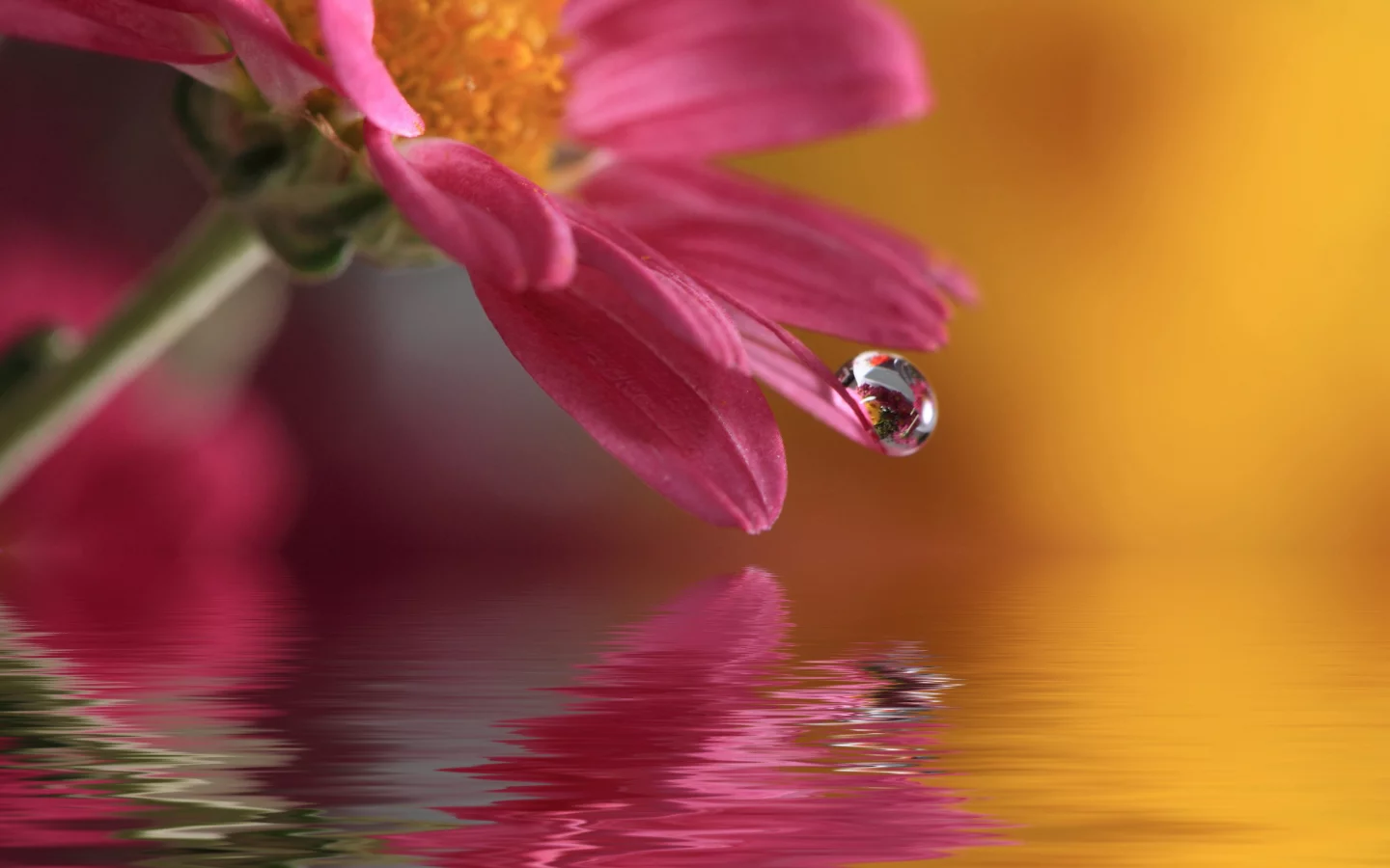 цветок, waterdrop, капля, природа, macro, вода