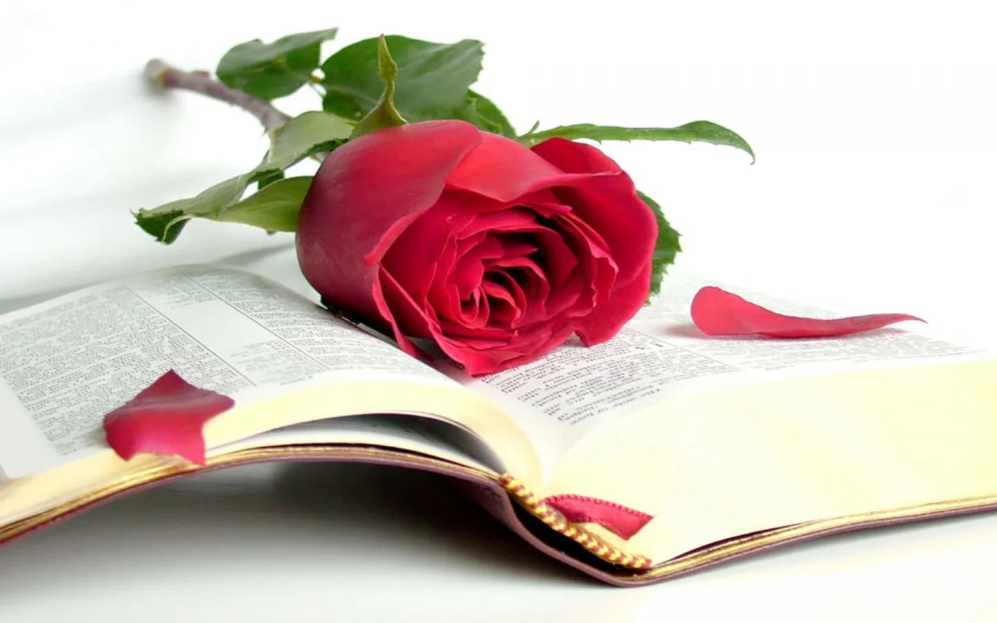 книга, роза, библия, красота, мудрость