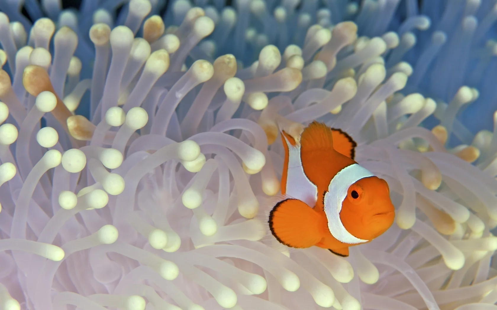рыба, fish, клоун, дно, водоросли, nemo
