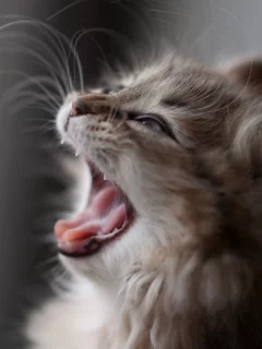 котенок, ben torode, кошка, daisy, зевает