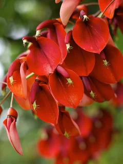 erythrina crista-galli, цветение, растение