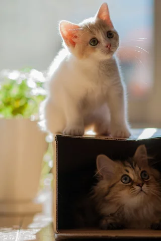 hannah, daisy, кошки, коробка, ben torode, котенок