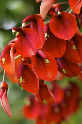 erythrina crista-galli, цветение, растение