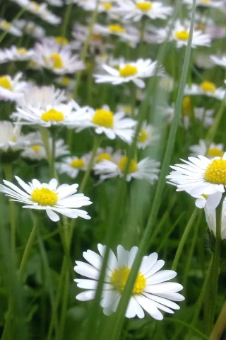природа, поле, ромашки, цветы