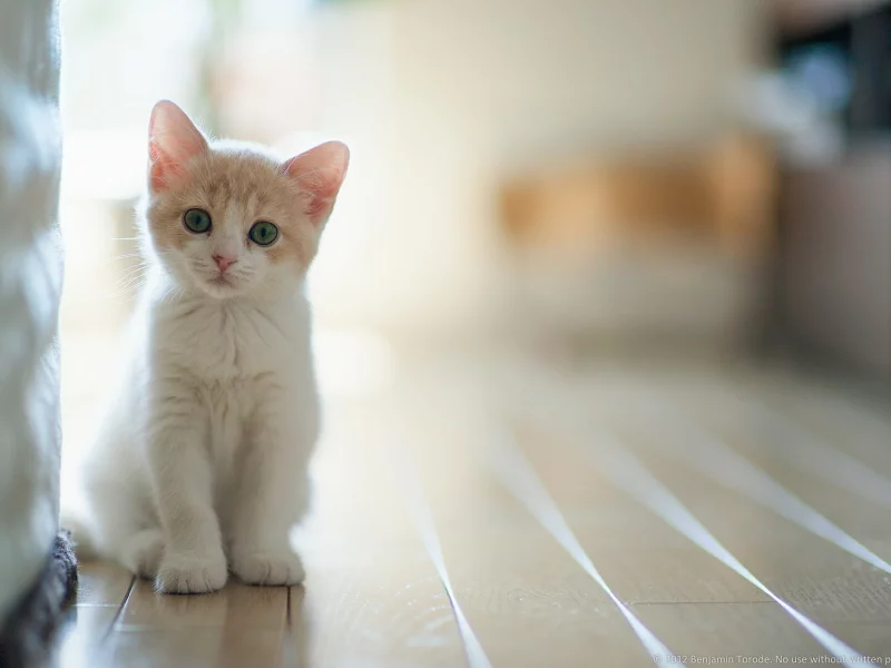 кошка, свет, дом