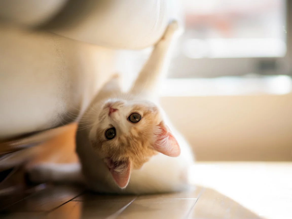 torode, кошка, игра