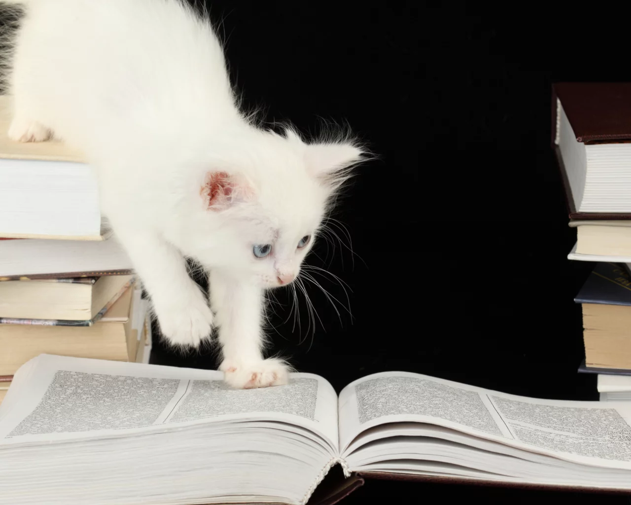 котёнок, книги, голубоглазый