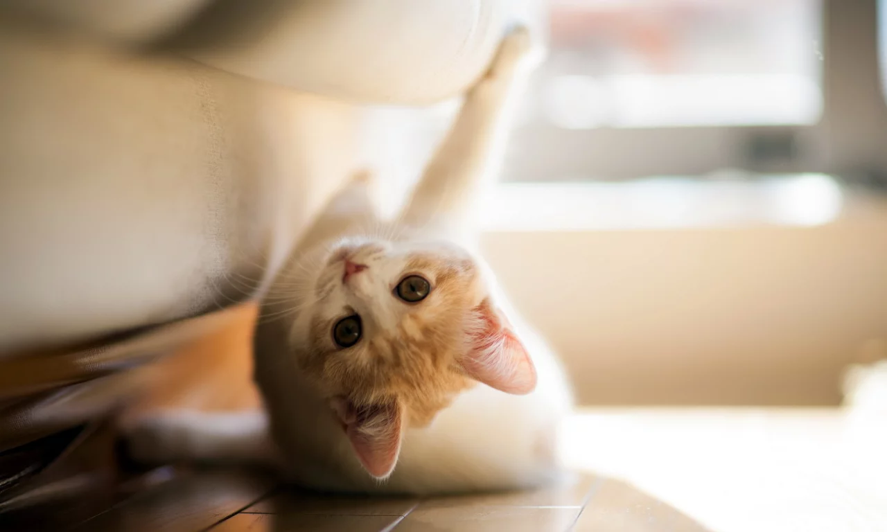 torode, кошка, игра