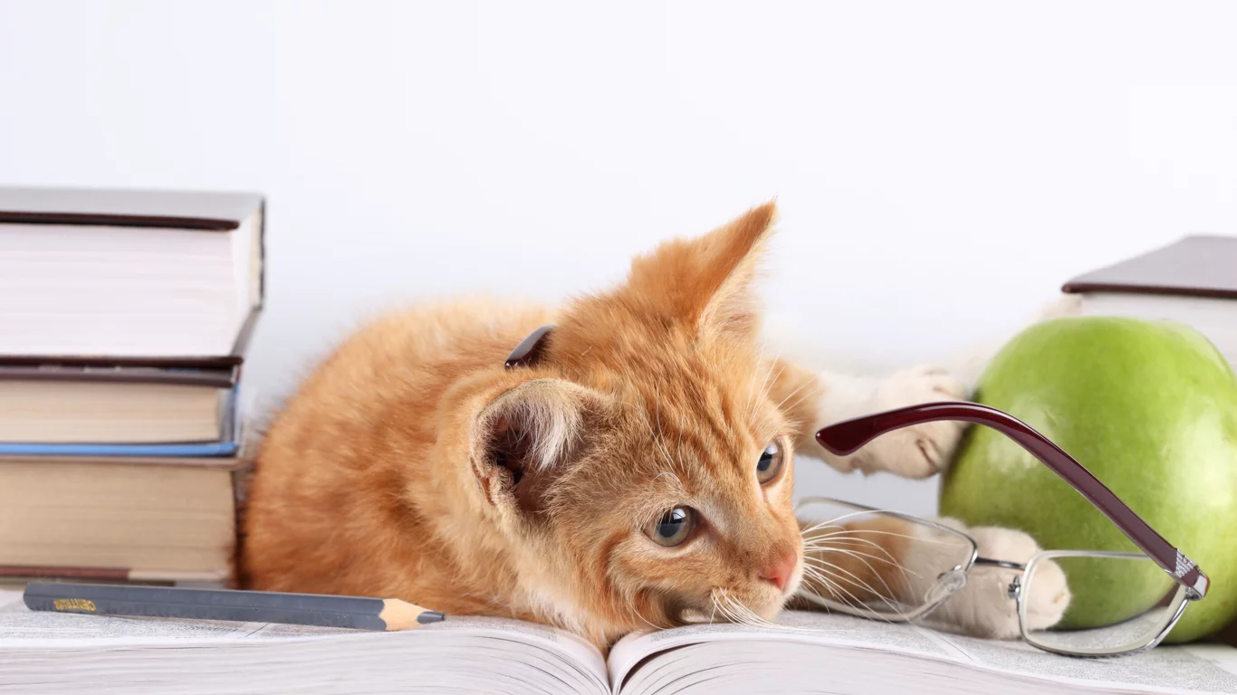 яблоко, рыжий, лежит, кот, кошка, книги