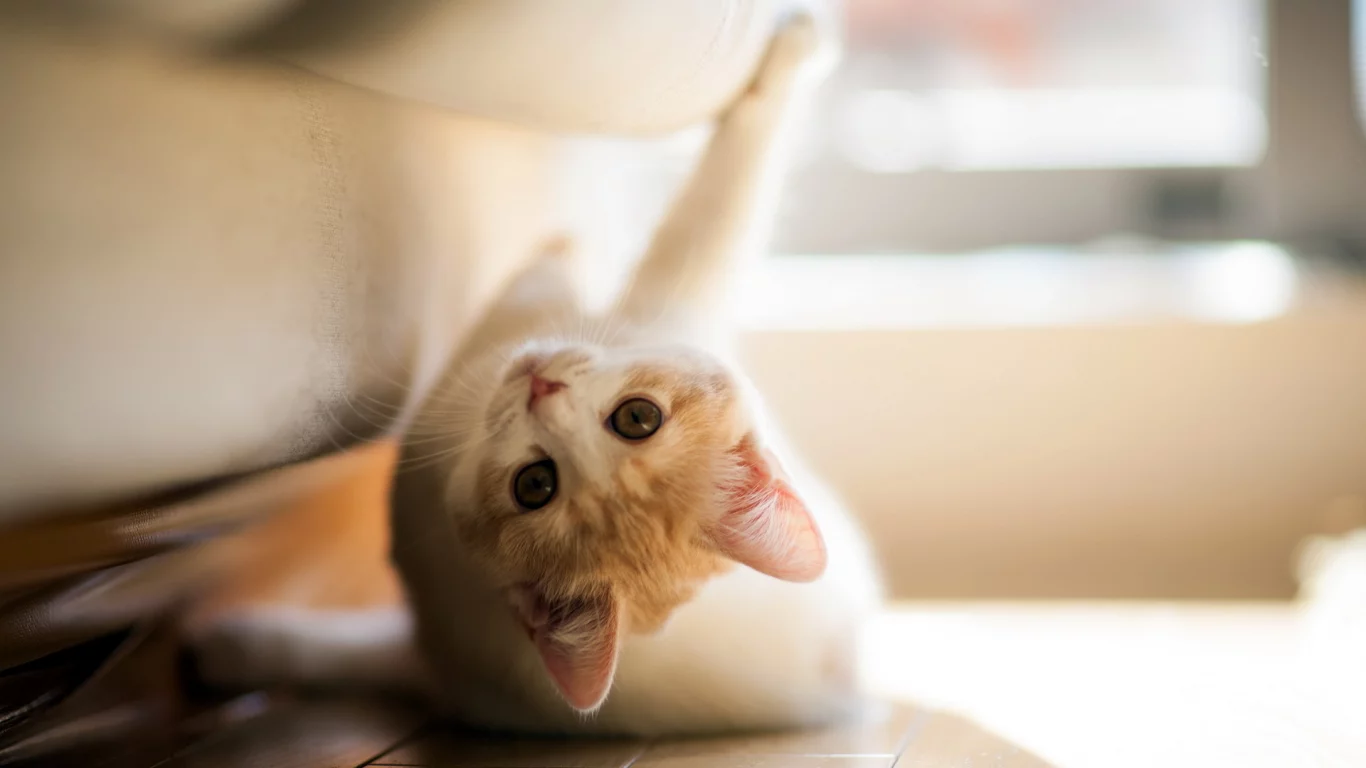 torode, кошка, игра