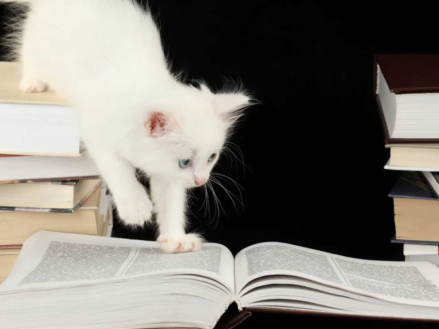 котёнок, книги, голубоглазый
