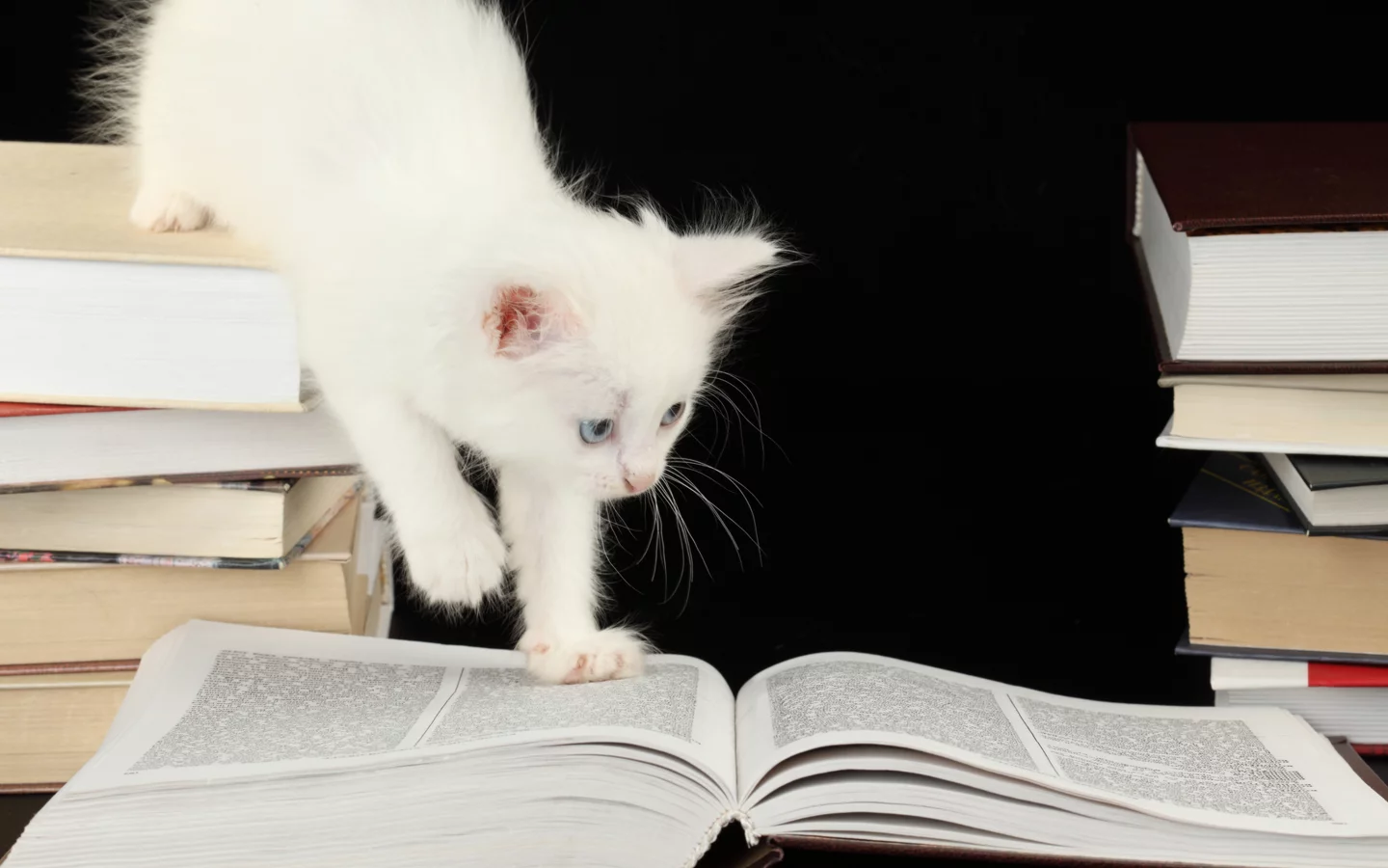 котёнок, книги, голубоглазый