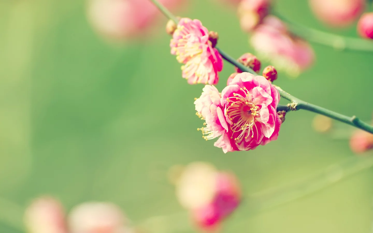 весна, ветка, macro, сад, blur, цветение