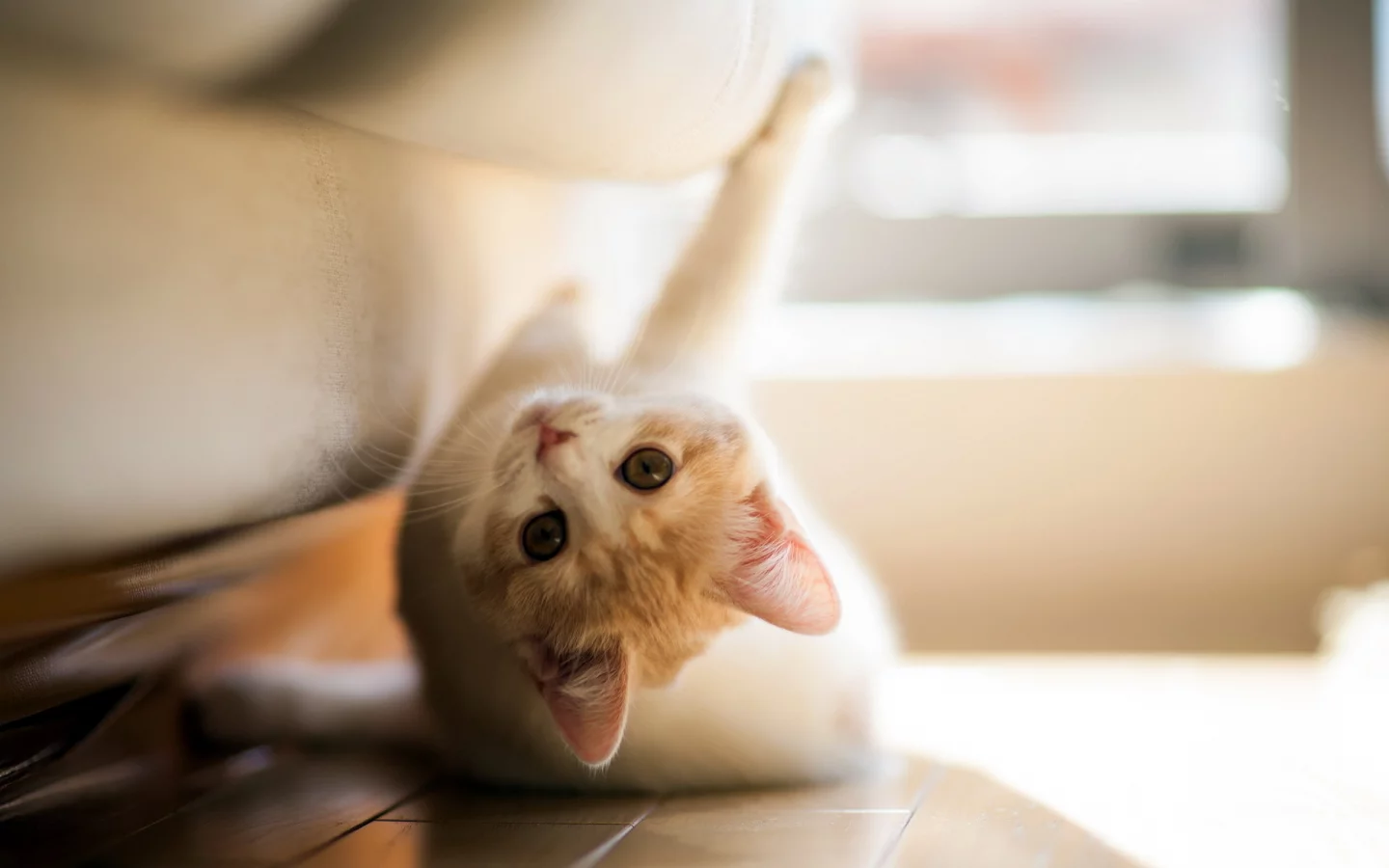 torode, кошка, игра