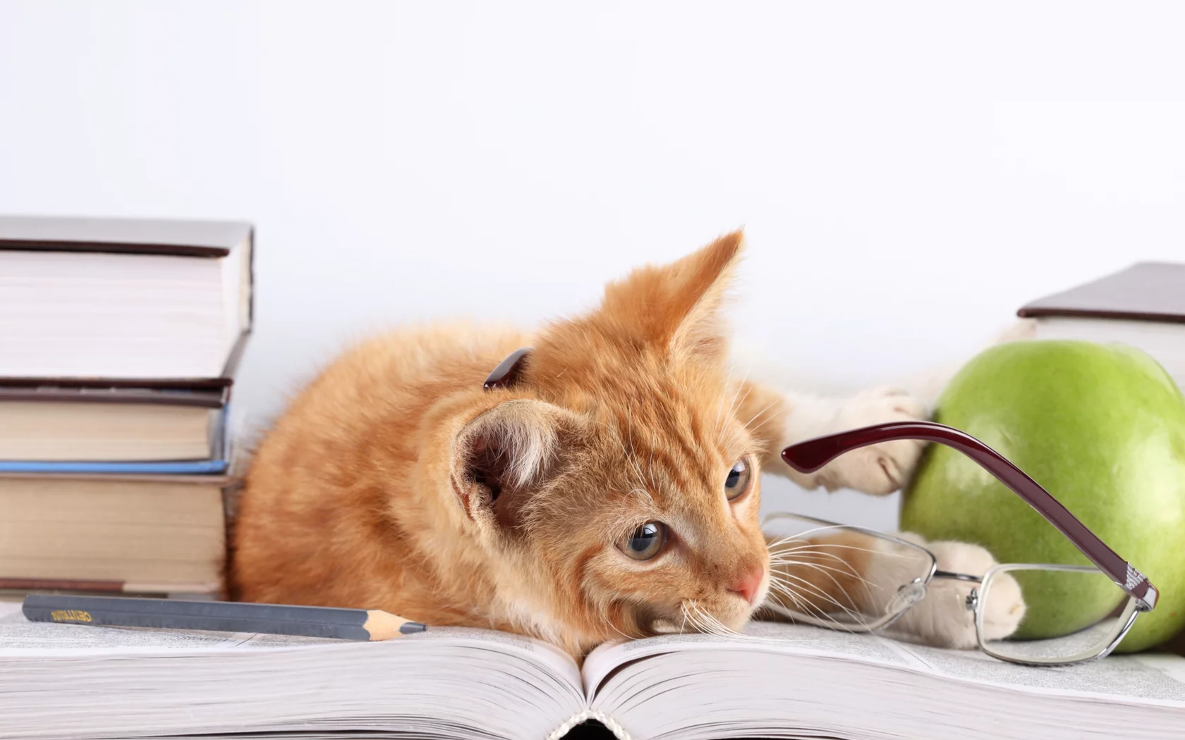 яблоко, рыжий, лежит, кот, кошка, книги