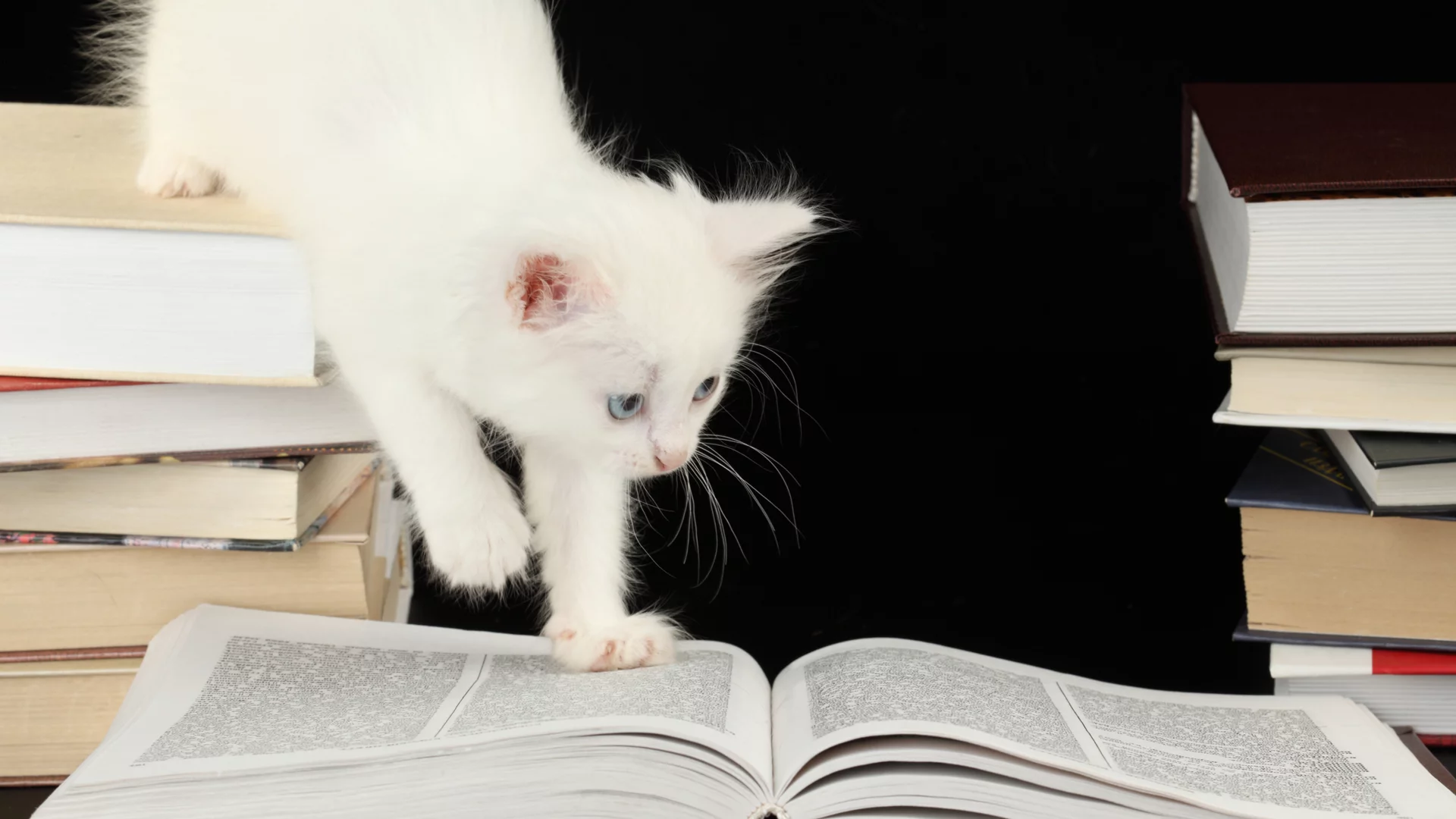 котёнок, книги, голубоглазый