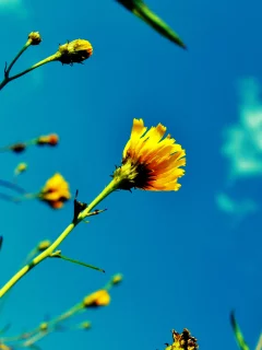лето, небо, цветы, растения