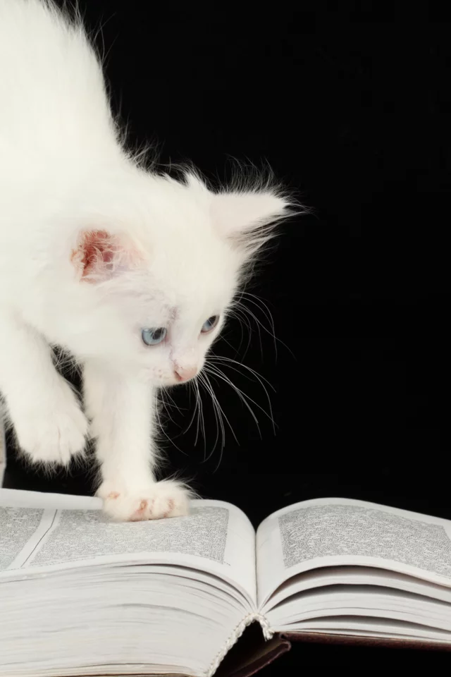 котёнок, книги, голубоглазый