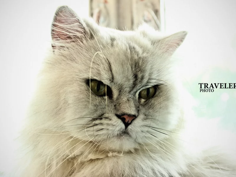 кот, cat