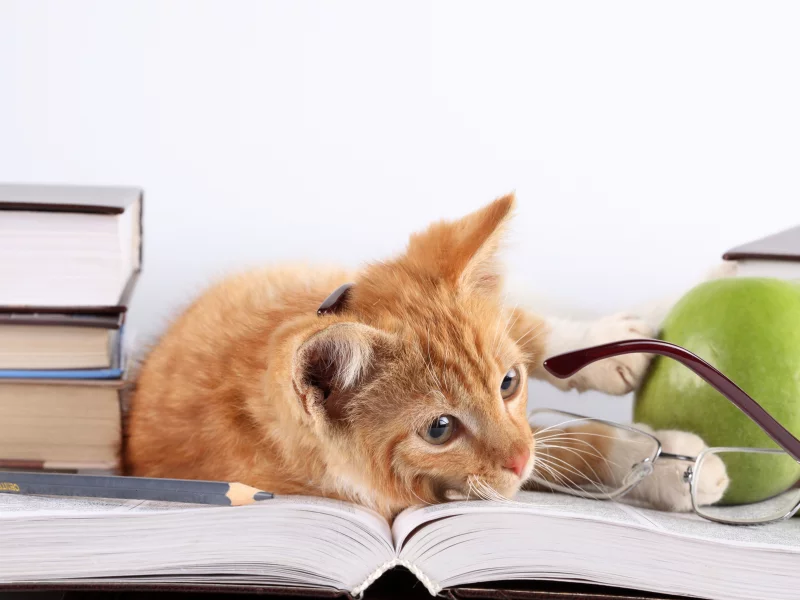 яблоко, рыжий, лежит, кот, кошка, книги