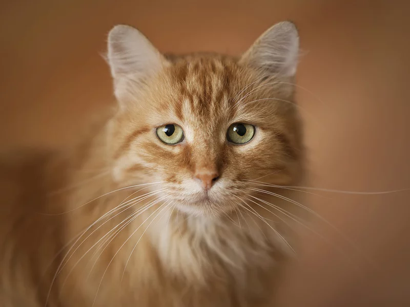 рыжий, кот, портрет