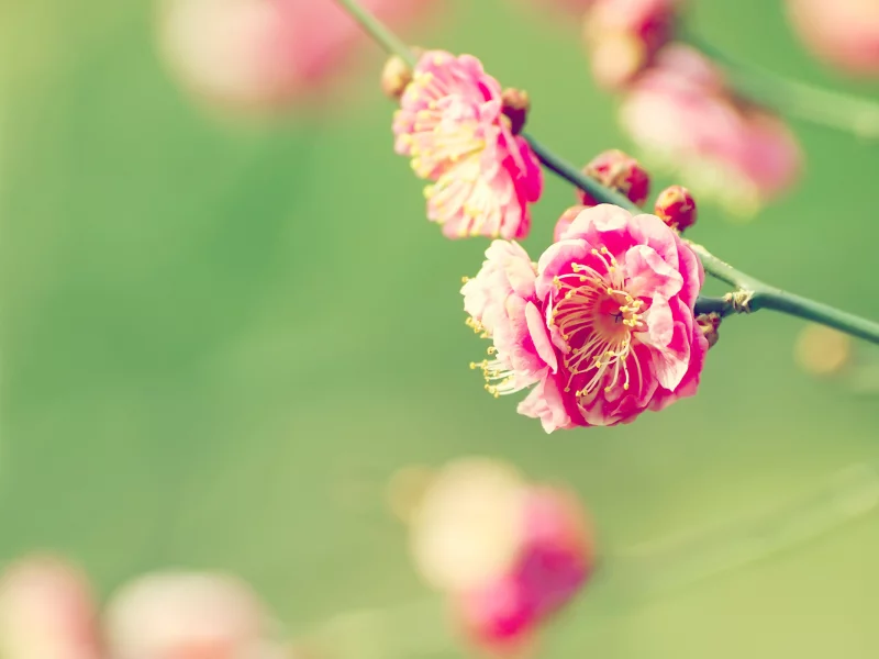 весна, ветка, macro, сад, blur, цветение
