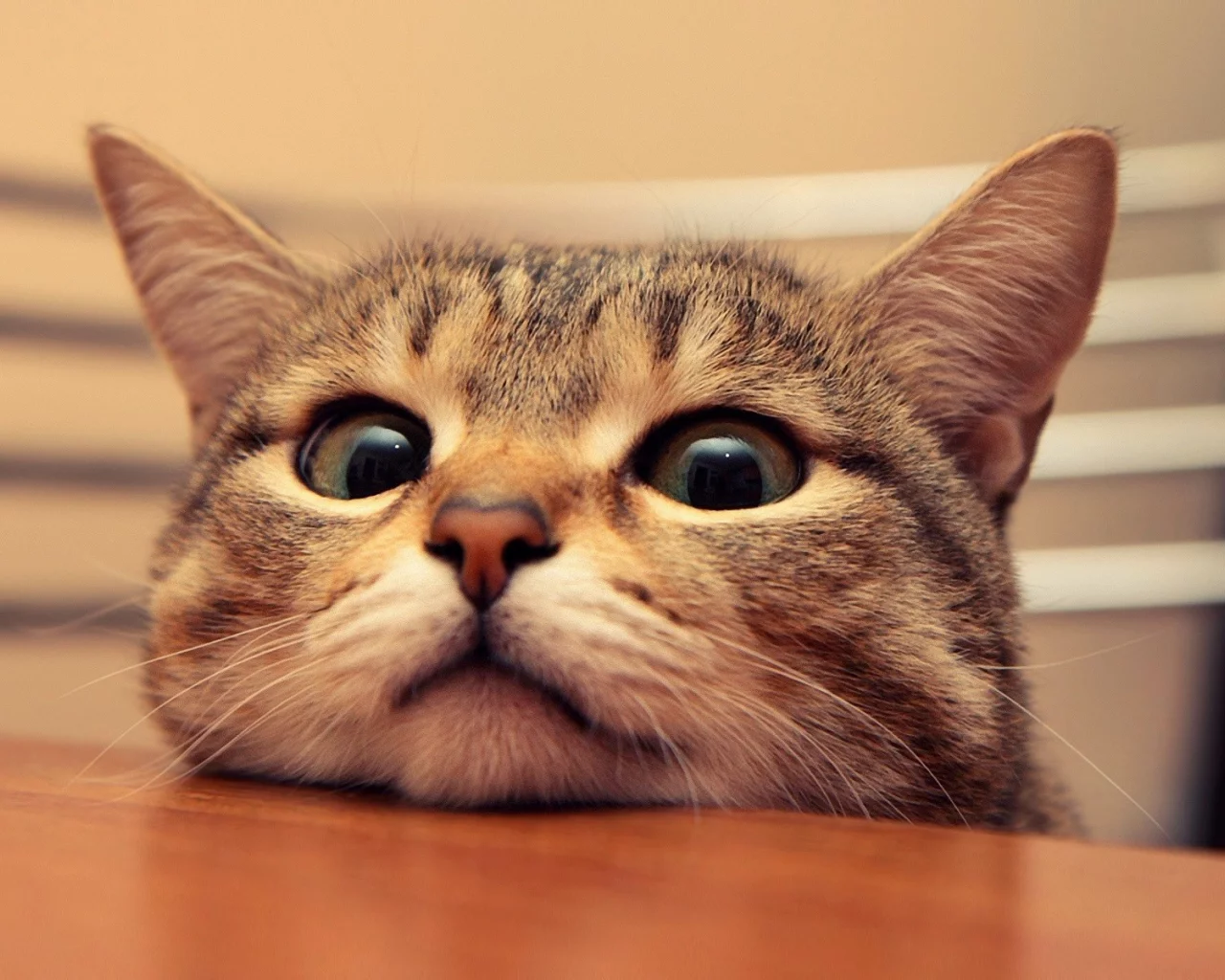 cat, кошка, кот, подглядывает, смотрит