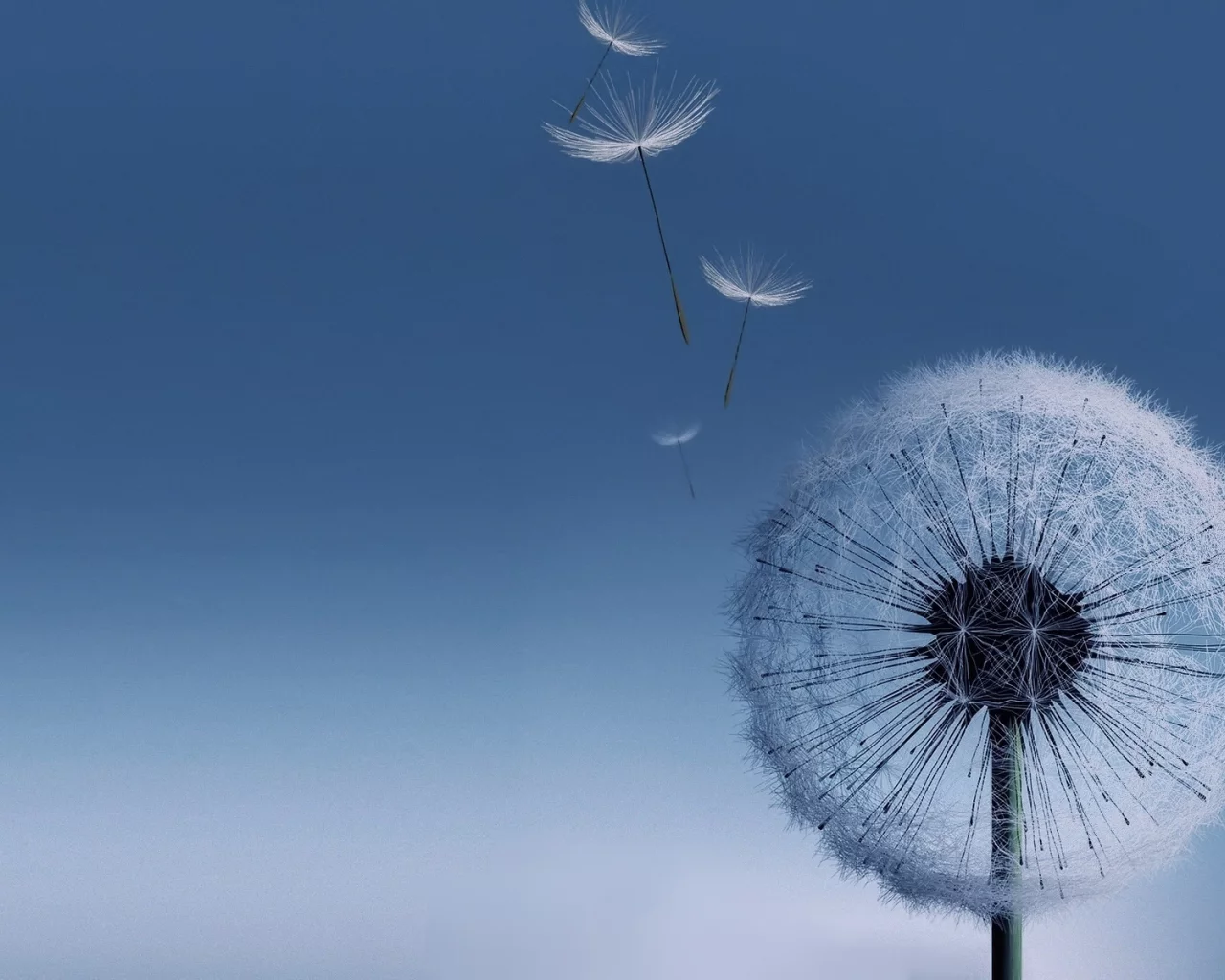 galaxy s3, одуванчик, dandelion