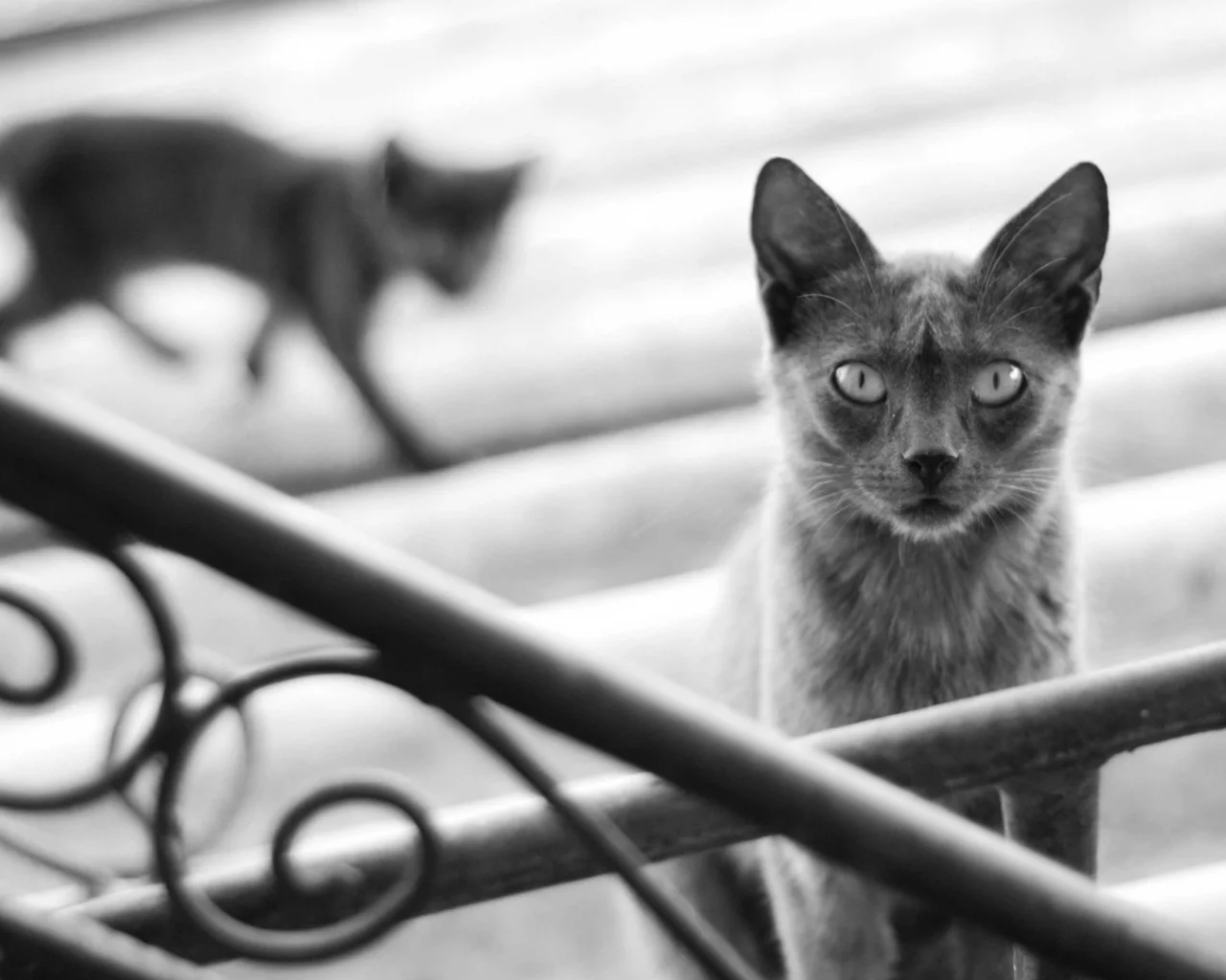 кошка, cat, котенок, кот, черно-белое