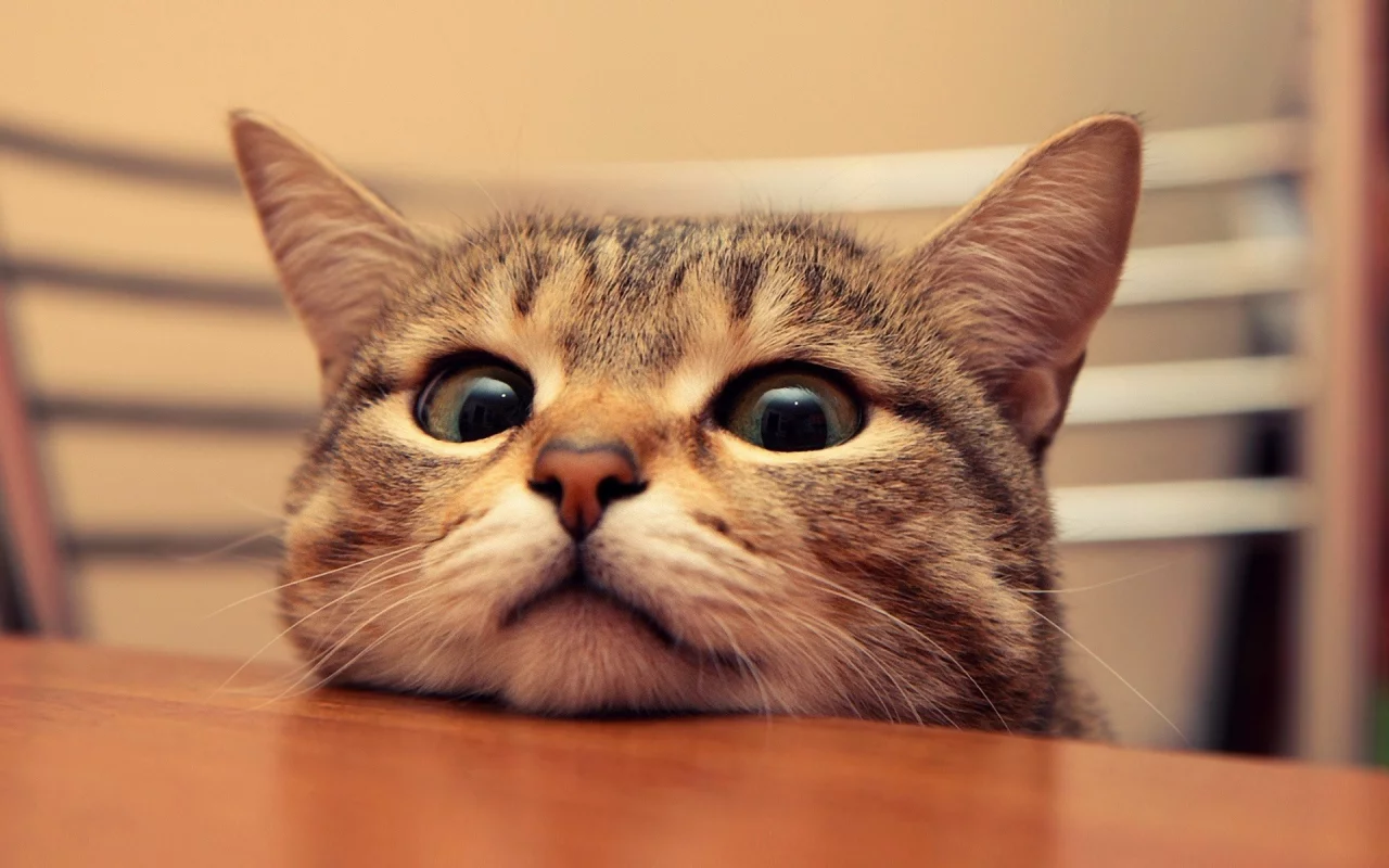 cat, кошка, кот, подглядывает, смотрит