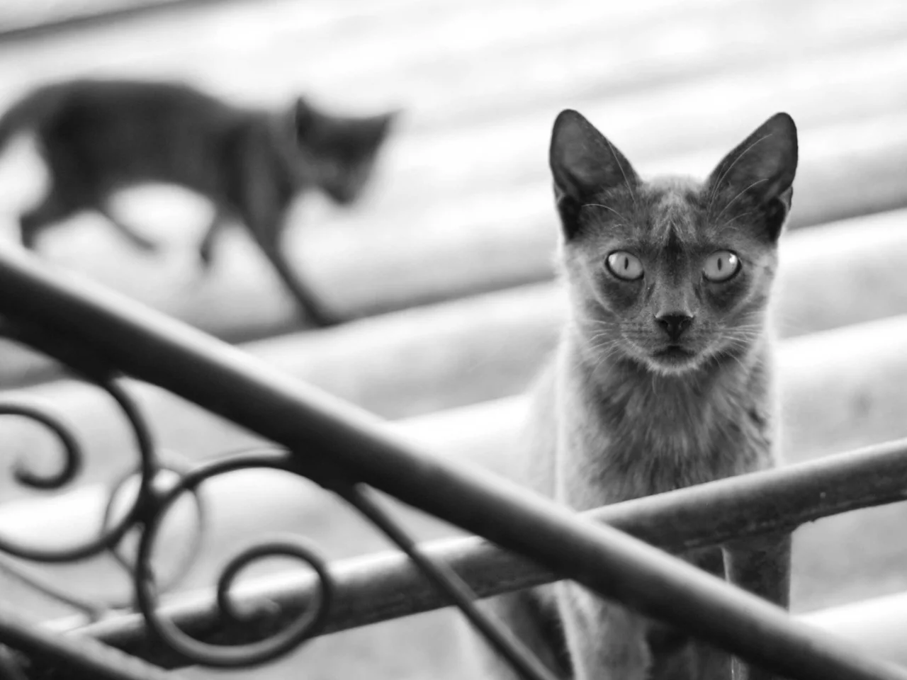 кошка, cat, котенок, кот, черно-белое