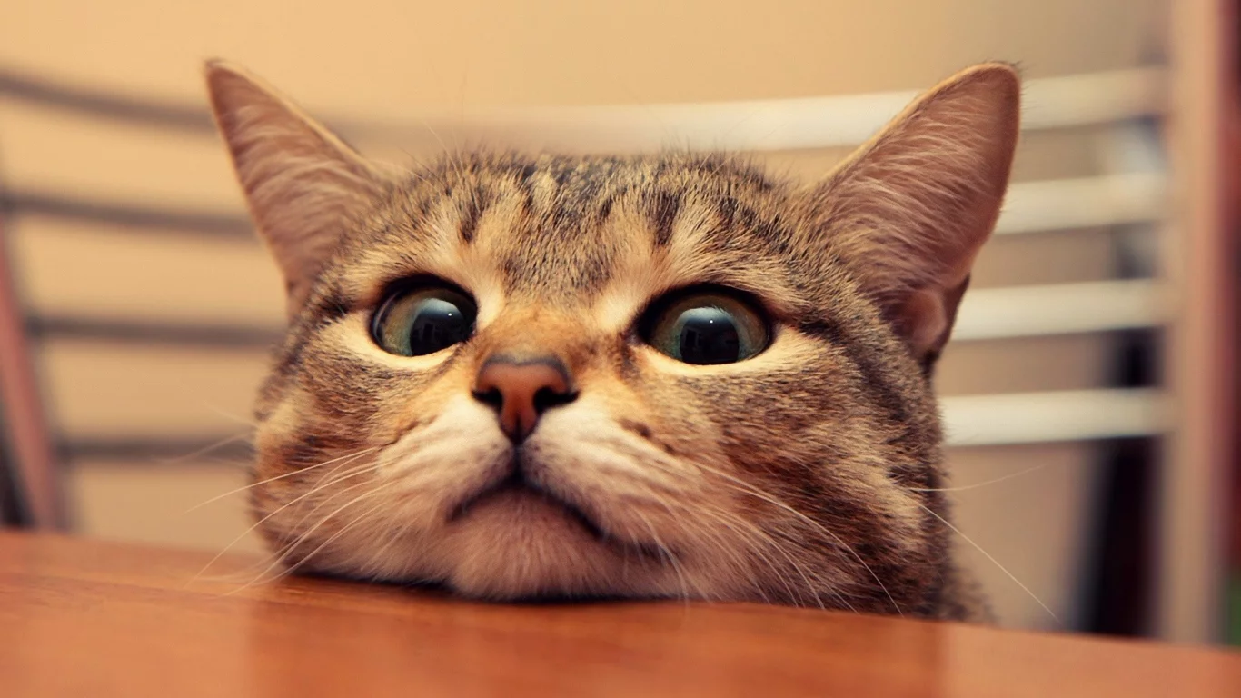 cat, кошка, кот, подглядывает, смотрит