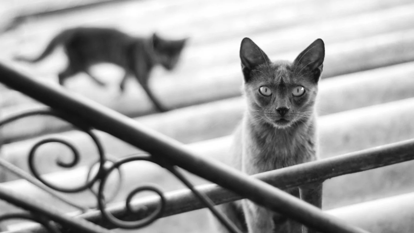 кошка, cat, котенок, кот, черно-белое