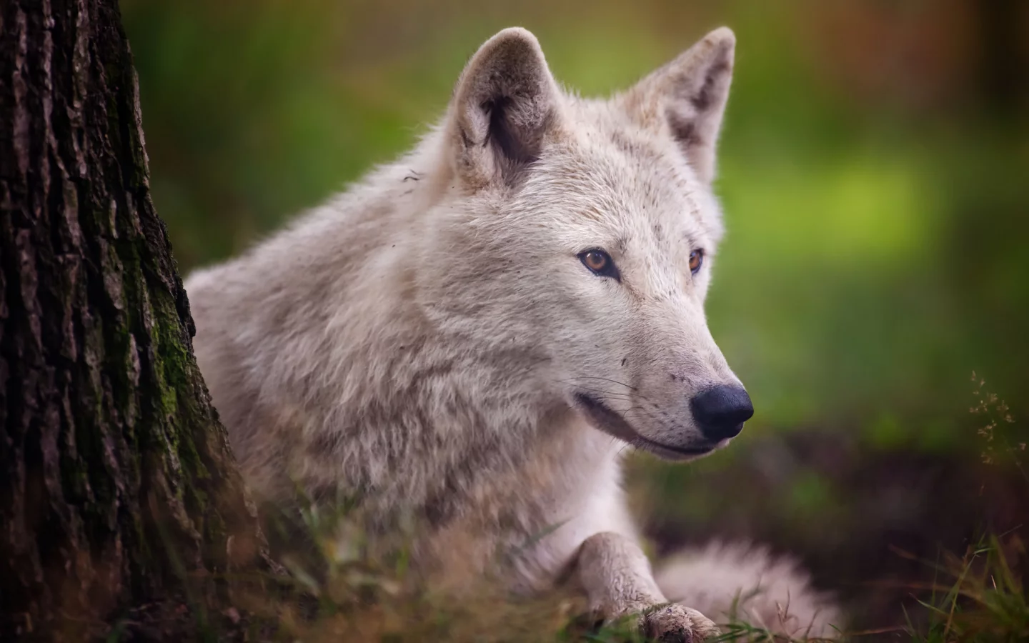 хищник, arctic wolf, полярный волк