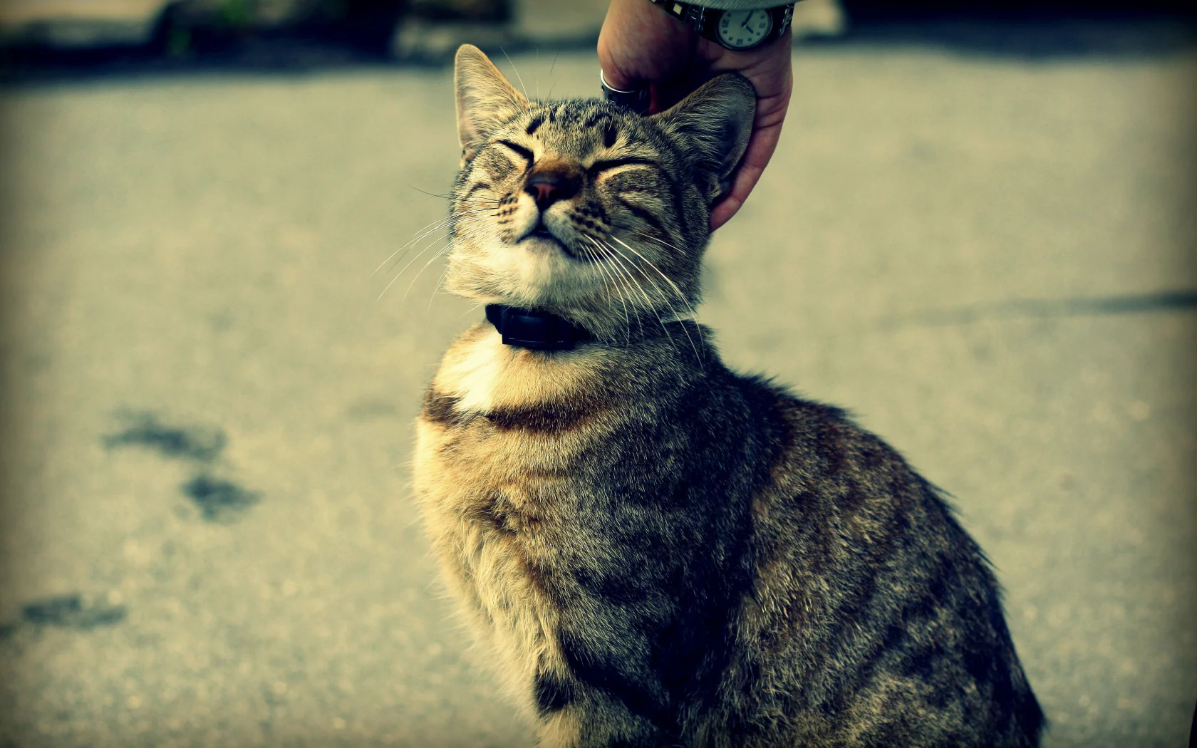 часы, кот и человек, рука, кот, кошка