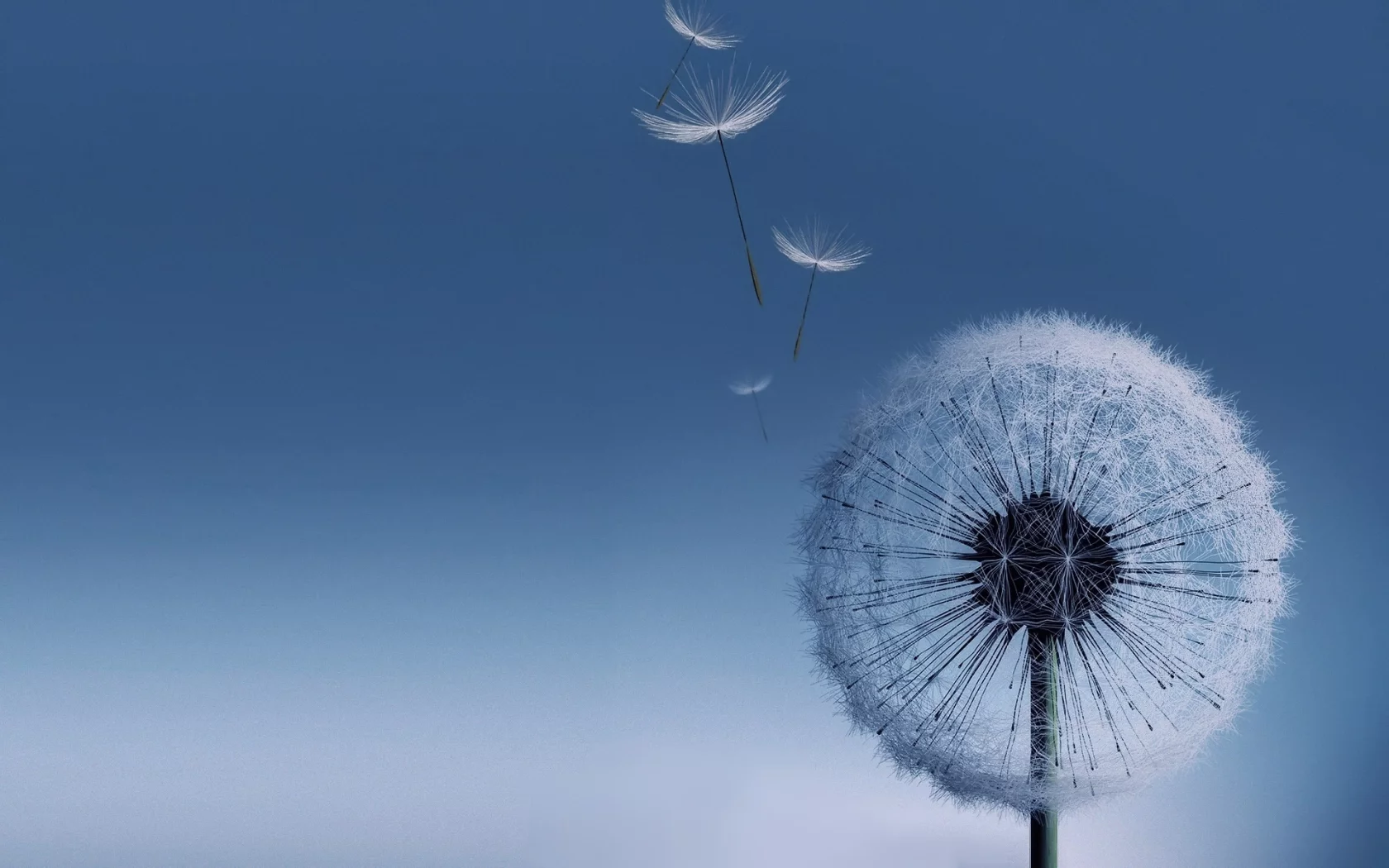 galaxy s3, одуванчик, dandelion