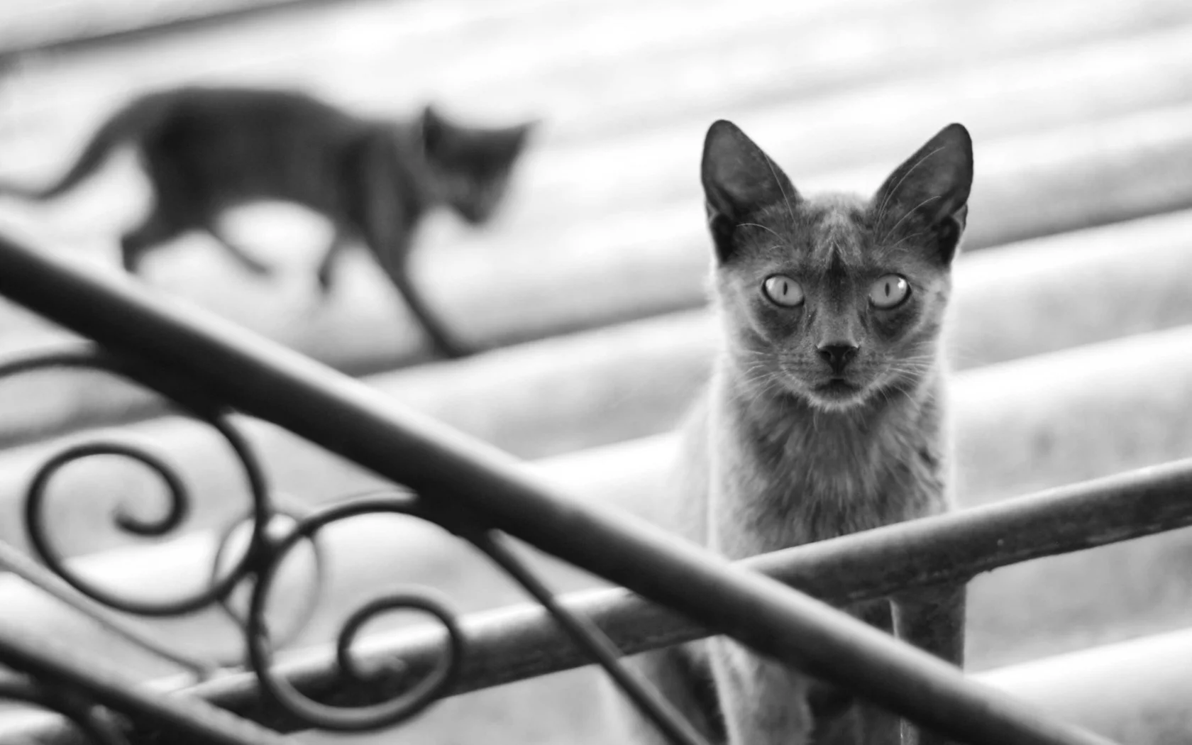 кошка, cat, котенок, кот, черно-белое