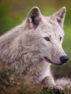 хищник, arctic wolf, полярный волк