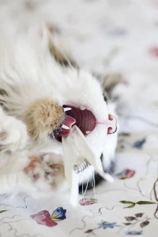 игра, кошка, макро