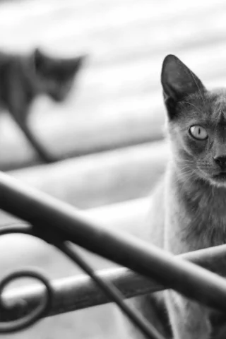 кошка, cat, котенок, кот, черно-белое