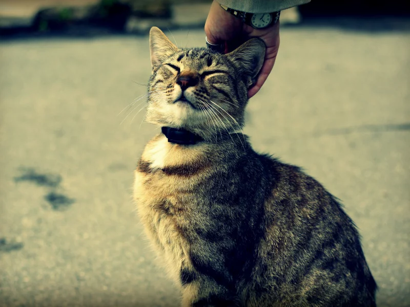 часы, кот и человек, рука, кот, кошка