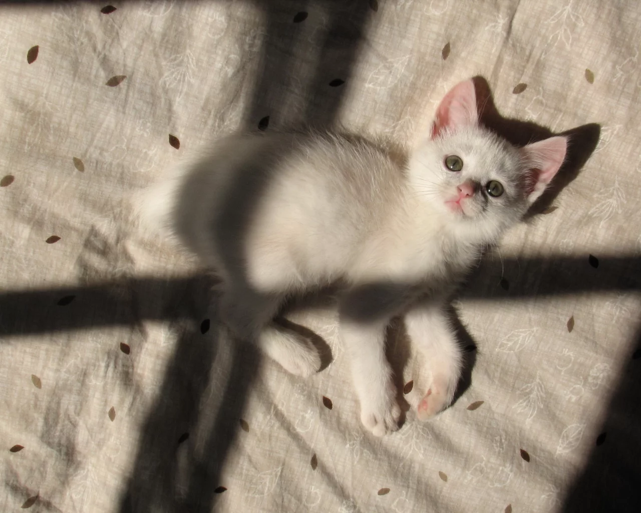 кошка, тень, дом