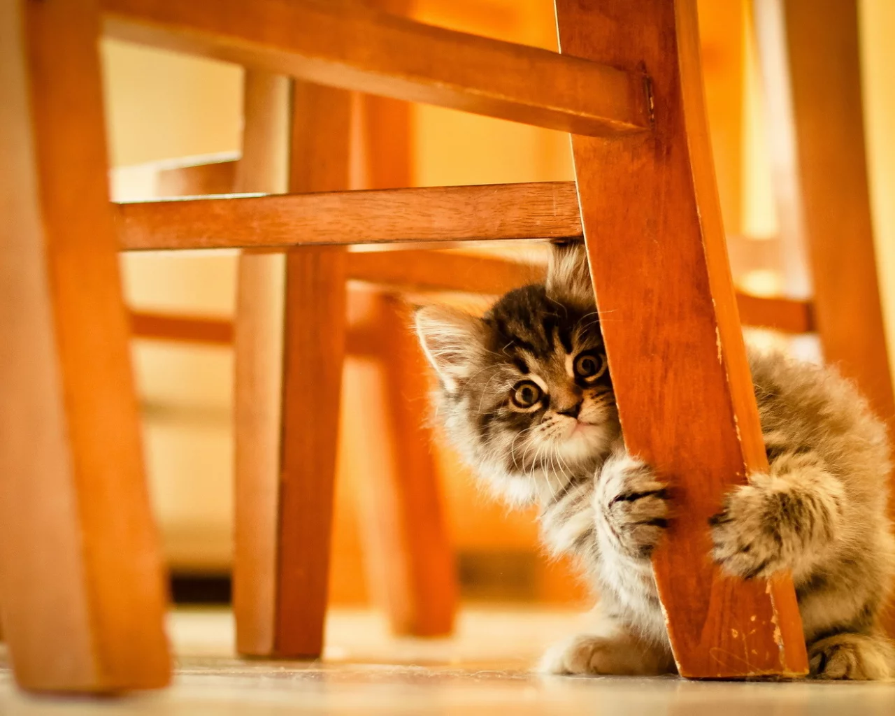 кошка, фон, стул