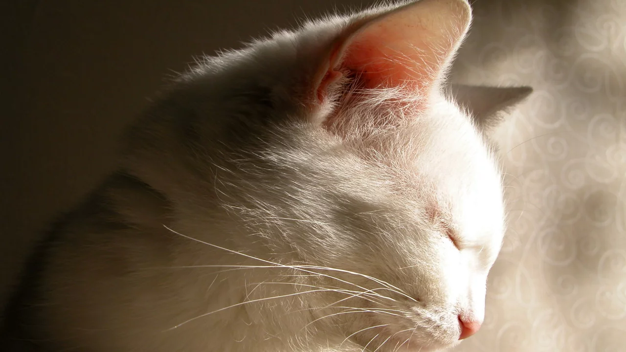 тень, белая, кошка, cat, кот
