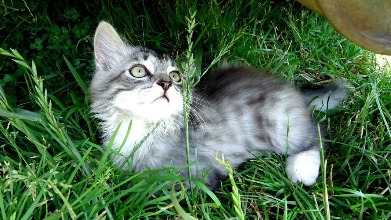 лежит, котенок, зелень, трава, серый