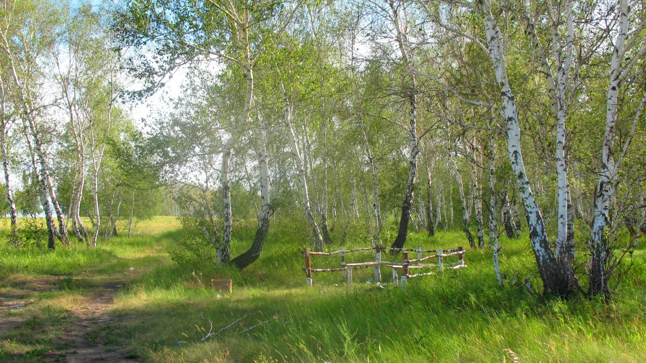 лето, полдень, лес, лесник, заказник, константиновка, брещук