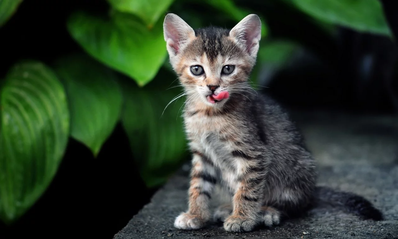 листья, полосатый, кот, кошка, котенок