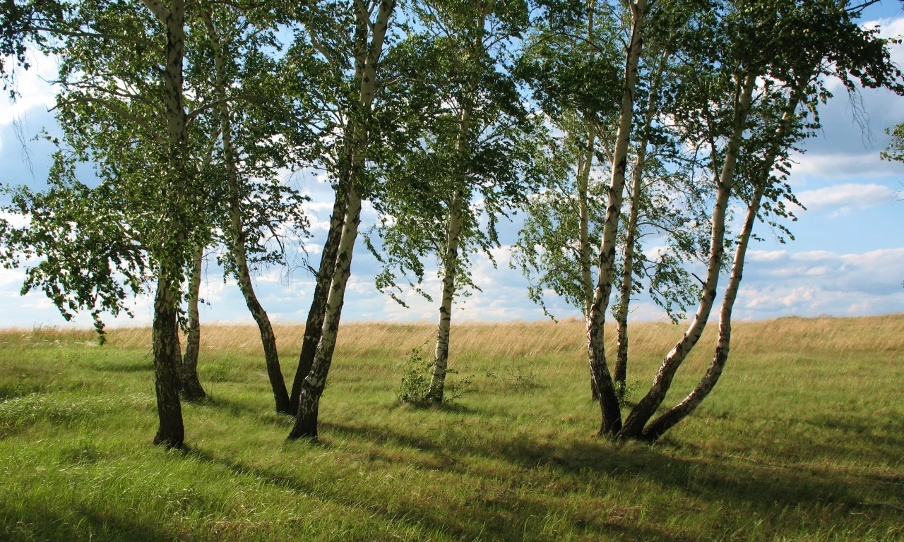 лето, акмола, природа, колка, береза, кокшетау, зеленый, каракалпак
