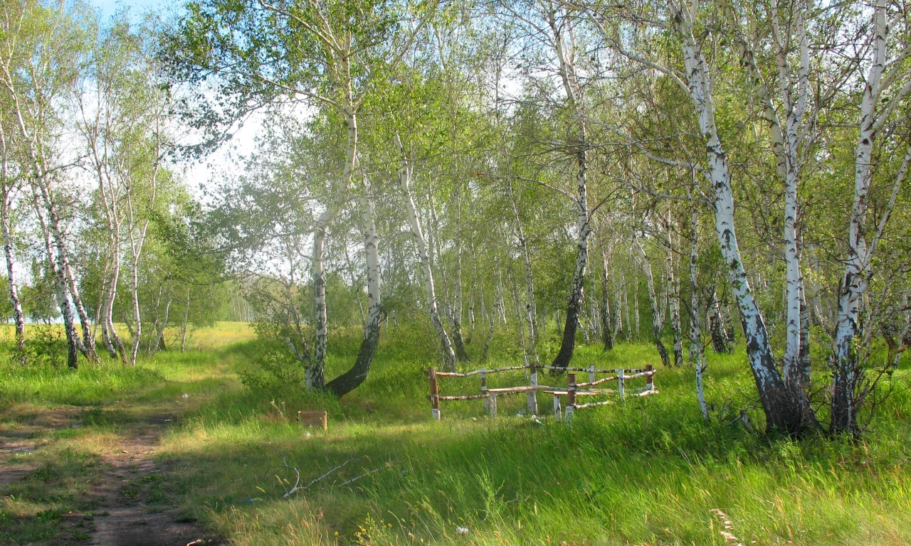 лето, полдень, лес, лесник, заказник, константиновка, брещук