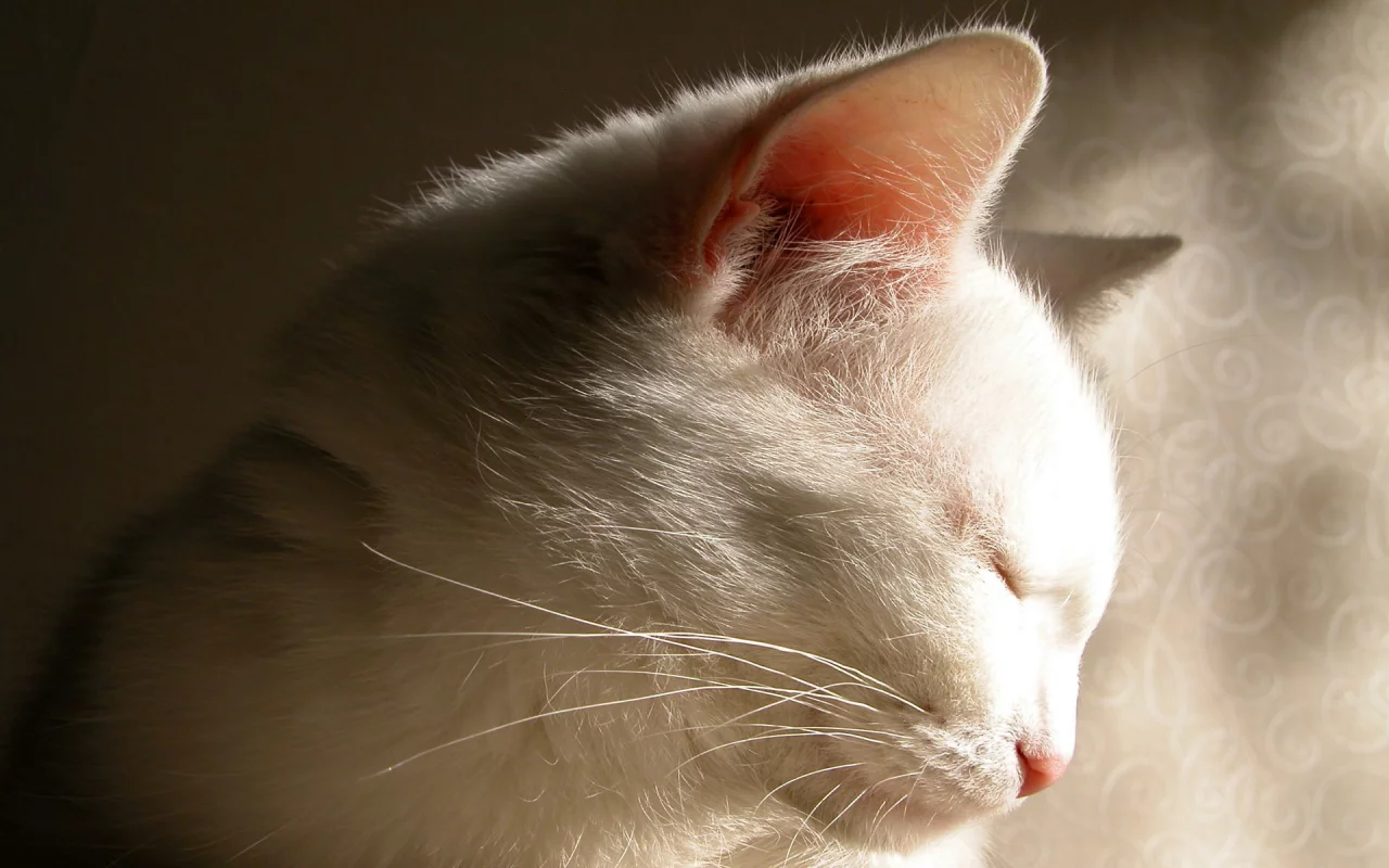 тень, белая, кошка, cat, кот